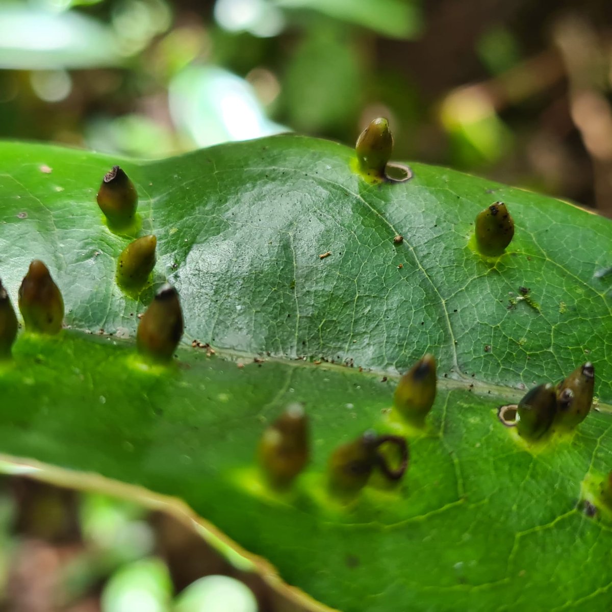 NatureYetu (@natureyetu) on Twitter photo #fielddiaries
Leaves in #nature can have a weird look due to galls. They are bumps on the leave surface caused by insects/ other organisms. Many of these insects are species specific.
Here are typical galls found on leaves of the #Mauritian black ebony ⬇️
📸<a href="/clbaider/">Claudia Baider</a> #fielddiaries
Leaves in #nature can have a weird look due to galls. They are bumps on the leave surface caused by insects/ other organisms. Many of these insects are species specific.
Here are typical galls found on leaves of the #Mauritian black ebony ⬇️
📸<a href="/clbaider/">Claudia Baider</a>