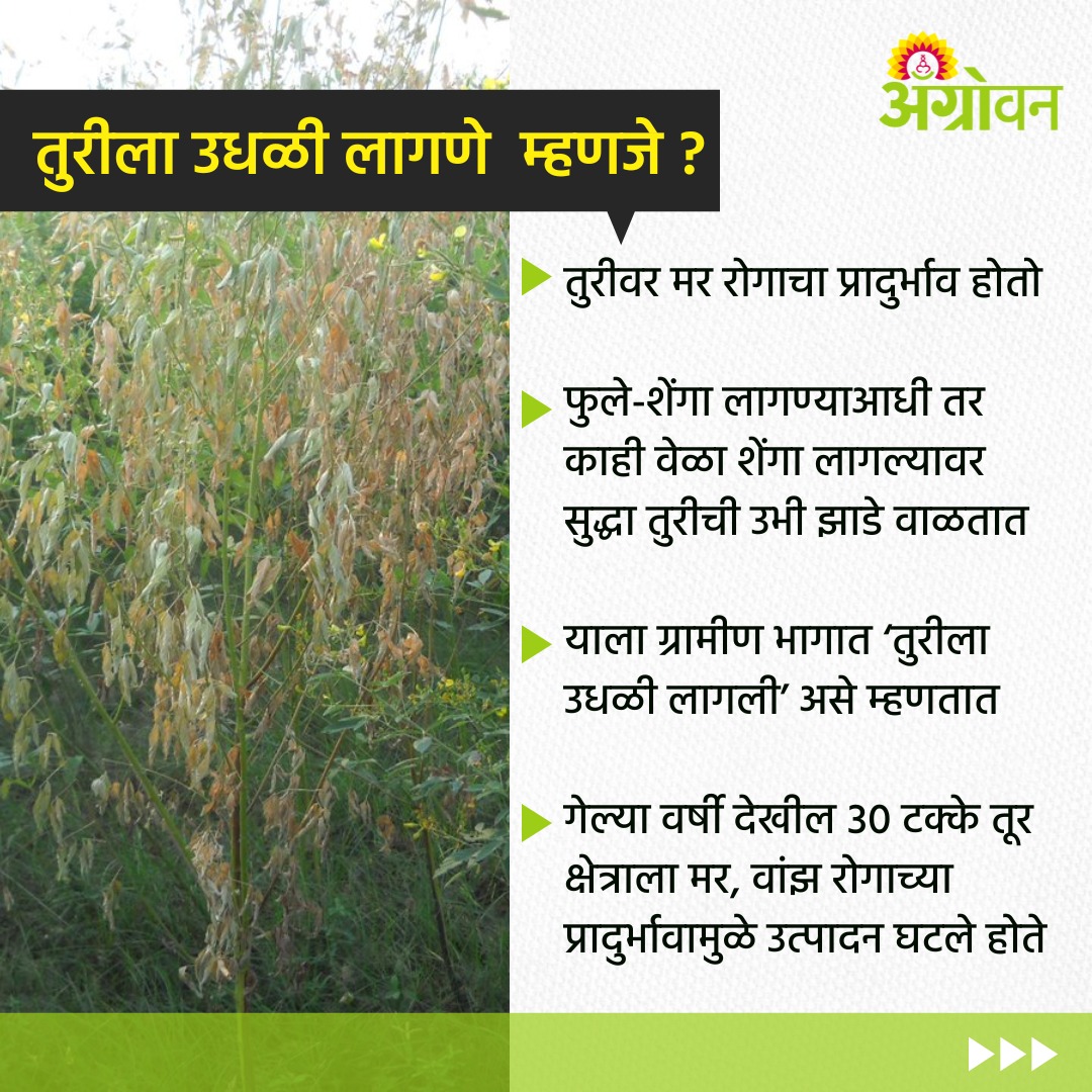 AGROWON's tweet photo. तुरीला उधळी लागणे म्हणजे ?
#Agrowon #farmers #Turimport #TurWilt https://t.co/nHbFclhqxF