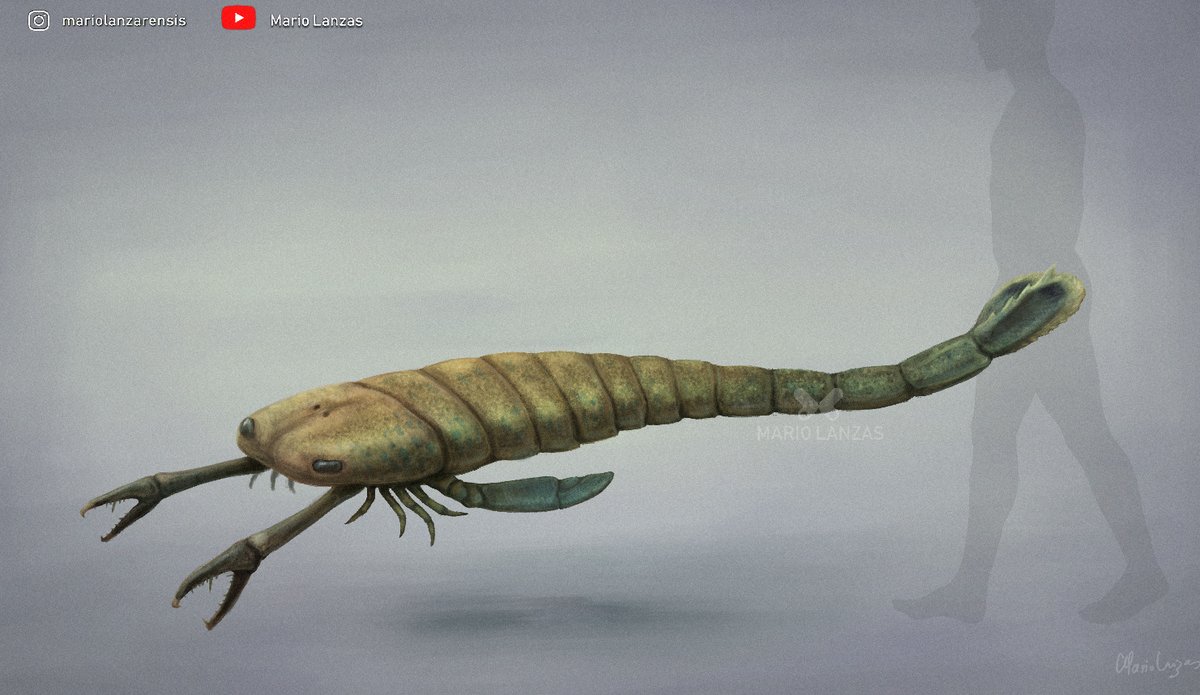 mariolanzas5's tweet image. ACUTIRAMUS (from the Devonian period video: youtu.be/0aH-vpdbGVI) A large Eurypterid found in N. America and Czechia. growing up to 2m  #devonian #eurypterida #paleoart #bigasslobster