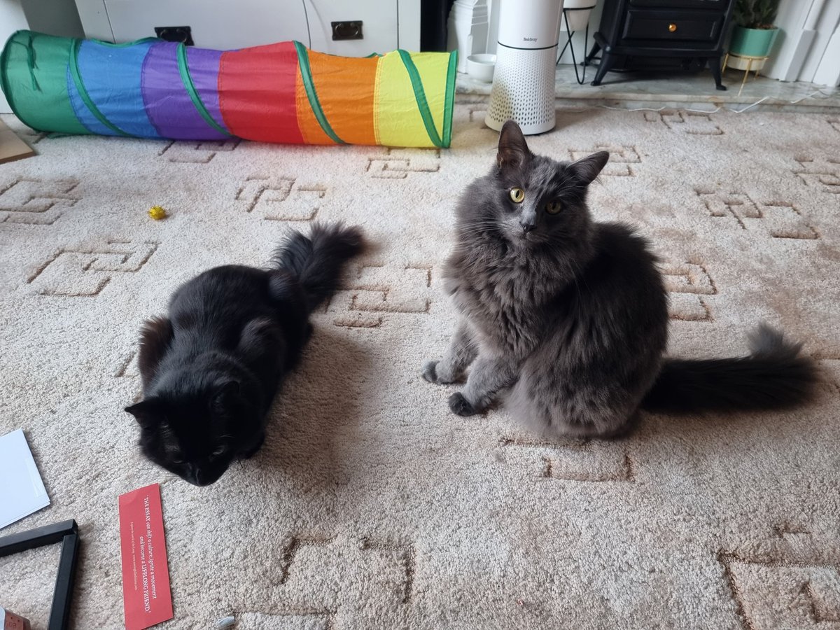 Me: "Omg you guys, you'll never believe what's happening in this book. It's all gone wrong! I can't believe she's being locked up..."
My cats: -zero fucks-