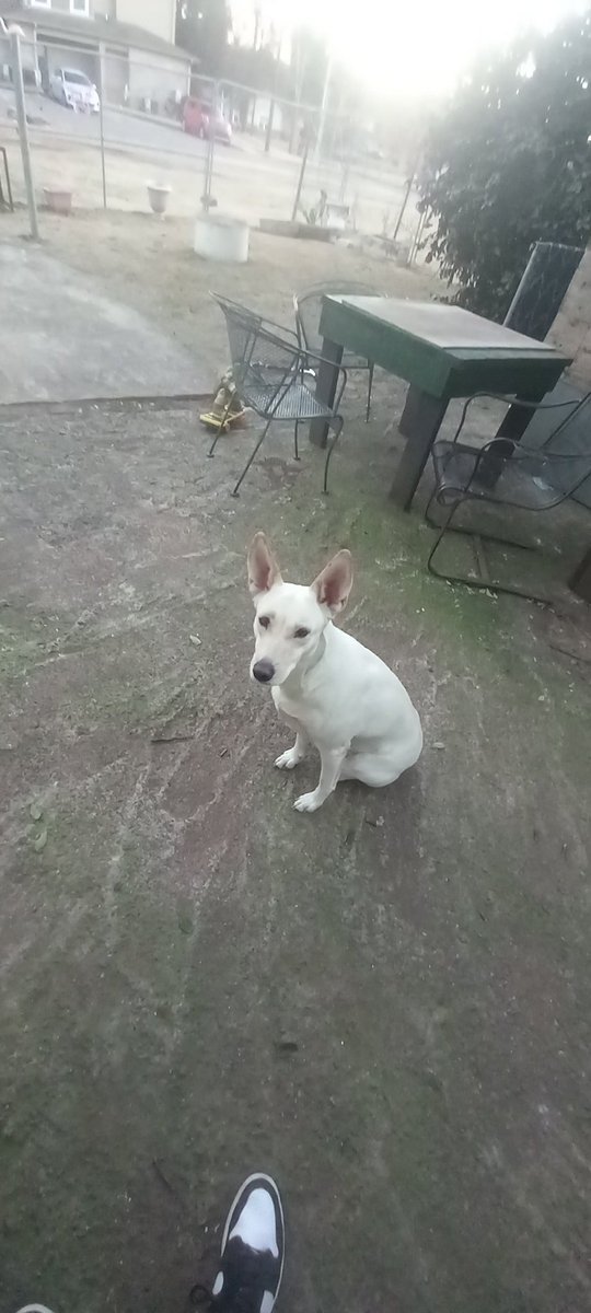 blazer_plaz's tweet photo. Smol doggo https://t.co/tfPlJTHRXw