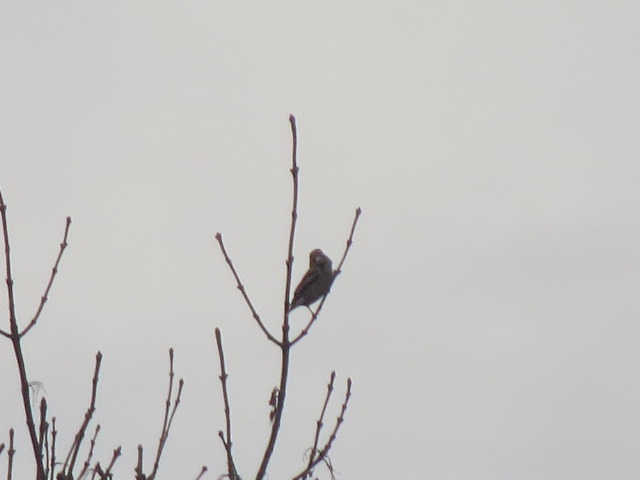 scaupface's tweet photo. Enville- Hawfinch on Sheep Walk lane, Red Kite, 2 Goosander, Brambling, 70 Siskin @Staffsbirdnews https://t.co/ju3MxNOADe