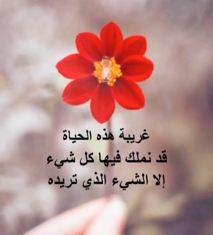 غريبه الدنياومافيهاغريب