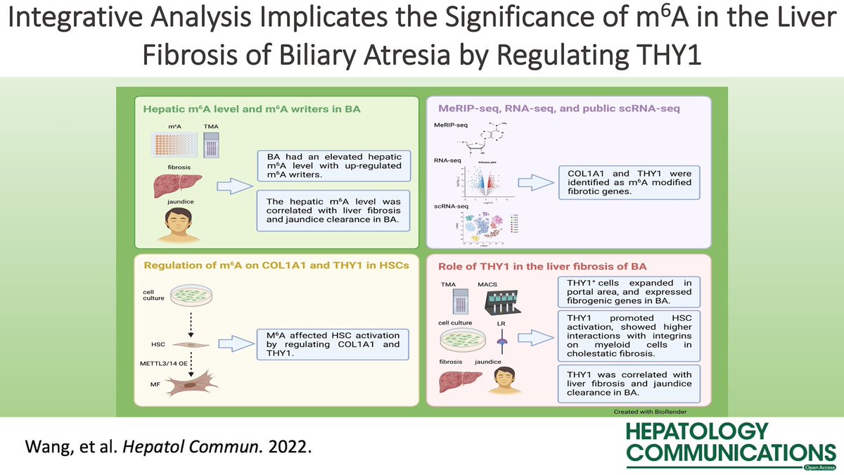 📑 Integrative analysis implicates the significance of m6A in the liver fibrosis of #BiliaryAtresia by regulating THY1

#LiverTwitter #OpenAccess #VisualAbstract

journals.lww.com/hepcomm/Fullte…