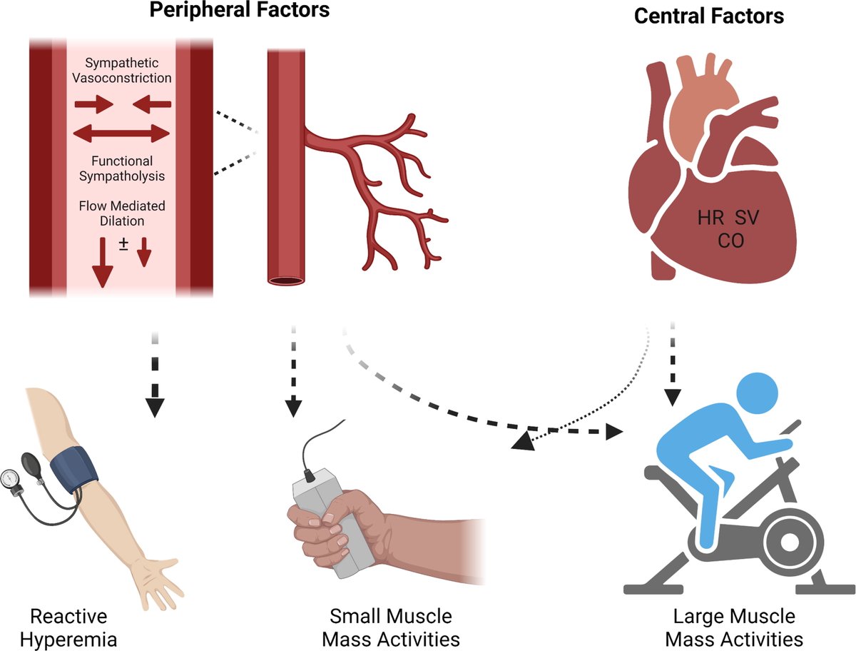 #ExercisePhysiology lab helps students understand how the body regulates blood flow to active muscles using 3️⃣ protocols: 
💠reactive hyperemia  
💠small muscle mass exercise  
💠large muscle mass exercise
🚴ow.ly/eYkG50Mj3Jf

@KentState