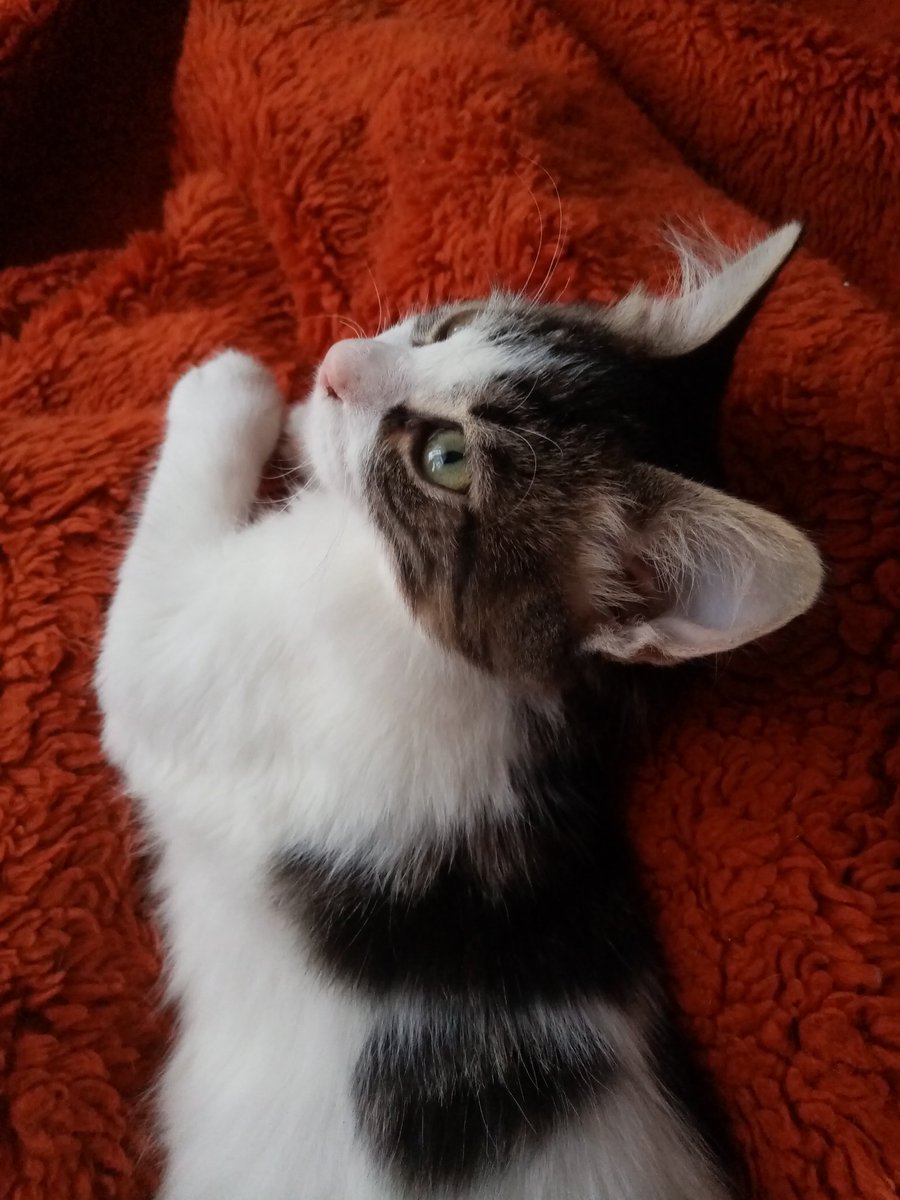 can__patim's tweet photo. Yosun gözlü pofuduk kıza yuva arıyoruz.
4 aylık dişi,geçirdiği gençlik ve herpes viruslerinden zor hayatta kaldı sokakta yapamaz tekrar hasta olursa kurtarılması şansı az,oyuncu sosyal sevgi bağımlısı sokak bilmiyor bu prensese evini açmak isteyen olurmu.. İstanbul 05527815755 https://t.co/n1fbHhwH2l