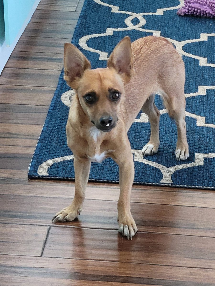 OdieSunny's tweet photo. Wha?  I have fuzz on my nose?  #RescueDogs #MuttsRule https://t.co/yC9v4qOdZu