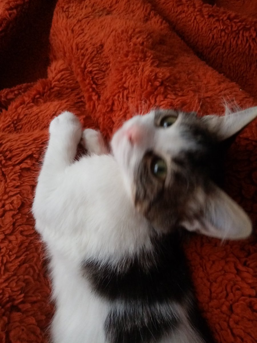 can__patim's tweet photo. Yosun gözlü pofuduk kıza yuva arıyoruz.
4 aylık dişi,geçirdiği gençlik ve herpes viruslerinden zor hayatta kaldı sokakta yapamaz tekrar hasta olursa kurtarılması şansı az,oyuncu sosyal sevgi bağımlısı sokak bilmiyor bu prensese evini açmak isteyen olurmu.. İstanbul 05527815755 https://t.co/n1fbHhwH2l