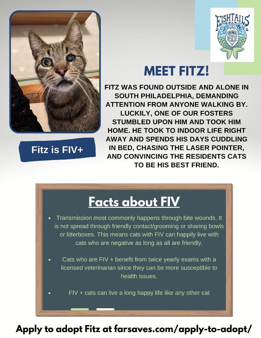 mrfishtopher's tweet photo. PHILADELPHIA, PA! Fitz is a playful silly FIV boy looking for a home! He loves doing zoomies, chasing the laser light, trying to play with other cats, and head scratches! He loves cuddling at bedtime, maybe with you? https://t.co/rE7Ke1Unpf https://t.co/dnsh1JPYue