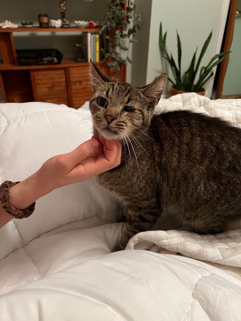mrfishtopher's tweet photo. PHILADELPHIA, PA! Fitz is a playful silly FIV boy looking for a home! He loves doing zoomies, chasing the laser light, trying to play with other cats, and head scratches! He loves cuddling at bedtime, maybe with you? https://t.co/rE7Ke1Unpf https://t.co/dnsh1JPYue