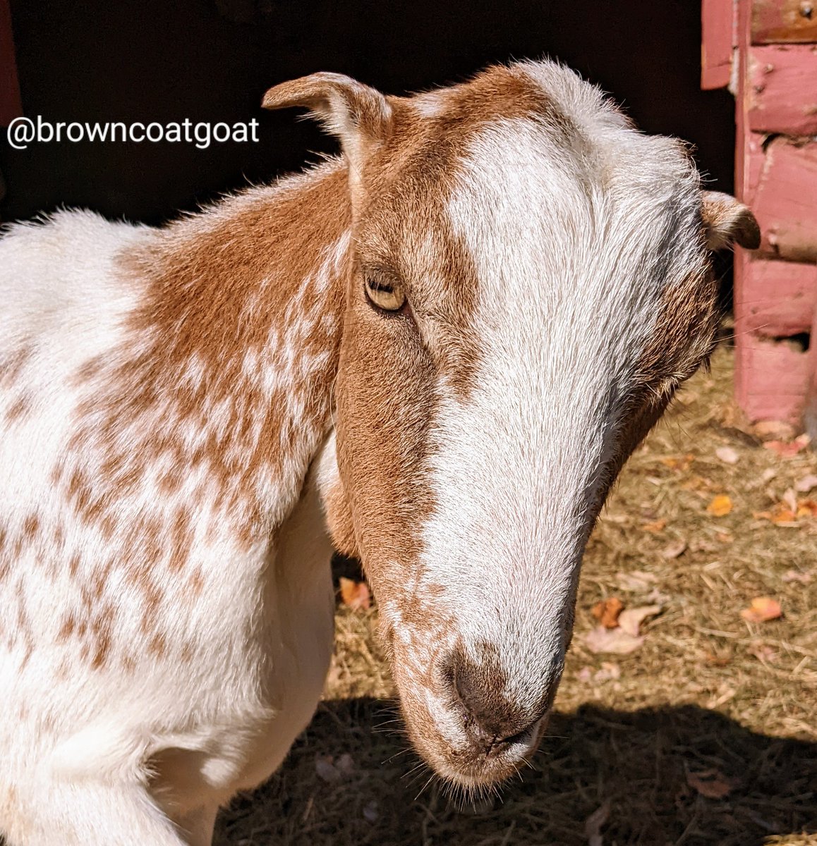 BrowncoatGoat's tweet photo. "We don't scentmark our scabs, Norman." https://t.co/dnz6nZ6Edj