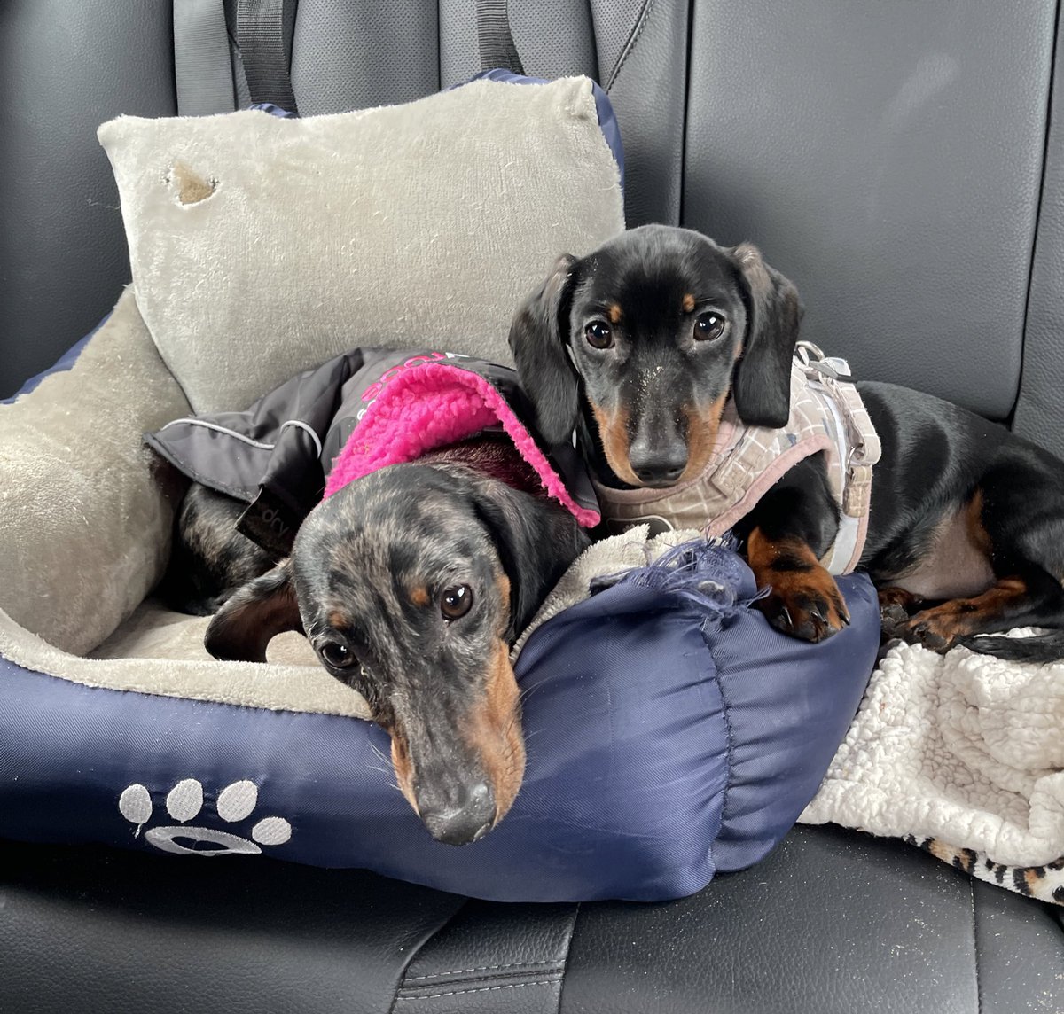 bake__x's tweet photo. Story of the robinson household - trip to the beach then walk into pets at home for a ball walk out with a new bed toys treats and my fiancé around £80 down in total🙃🖖🏼 https://t.co/vVchmQCf3A