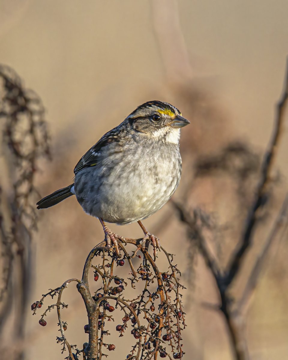 MichaelQPowell1's tweet photo. I love the distinctive yellow eye-markings of White-throated Sparrows, a species that spends its winters with us before returning north in the spring. #naturephotography #wildlifephotography #birdphotography #sparrow #canon7d #tamron150600mm https://t.co/vr7eCjD5Gc