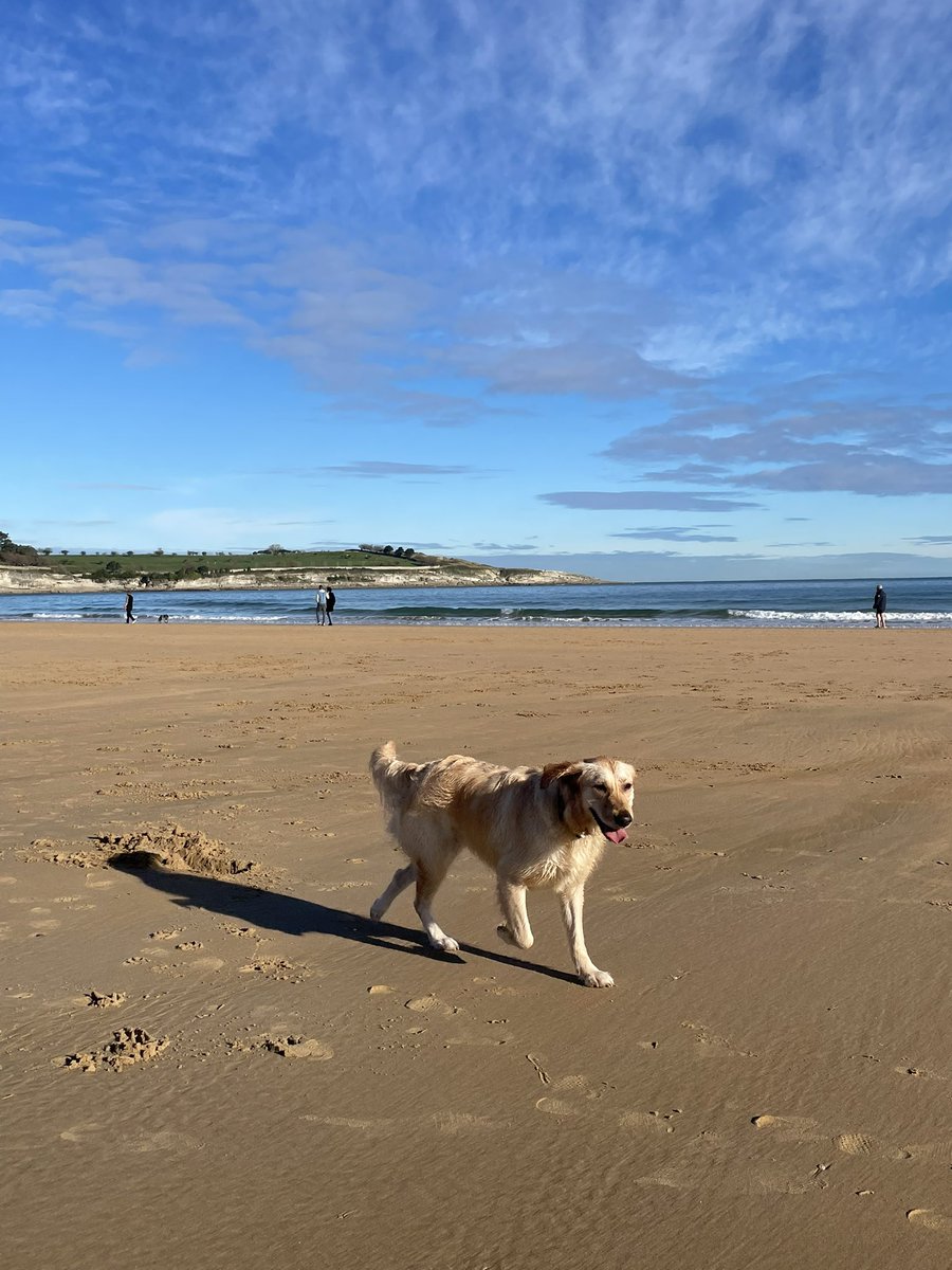 alejandro_oriaG's tweet photo. Christmas holidays are going well!! 🐶👀🥳 https://t.co/Lww4tHmoP1