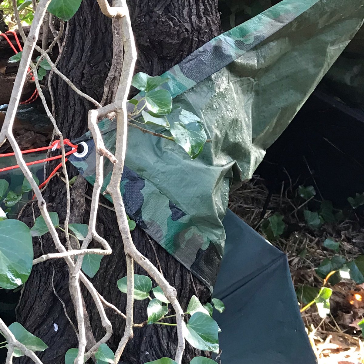 suemell2017's tweet photo. In the tarp-built shelter I’ve made for the stray cats, there’s one grommet whose angle catches the streetlight: a tiny beacon shinning up from the dark yard.
#tinytruth https://t.co/GKH6SK6ItR