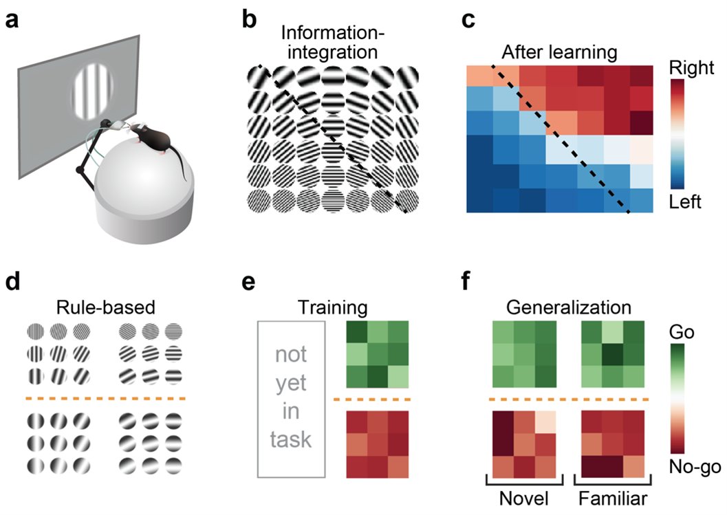 SWC (@swc_neuro) on Twitter photo How do the mouse prefrontal cortex and higher visual areas represent a learned category over time? Check out the Q&A with SWC Seminar speaker Dr Pieter Goltstein (<a href="/xpieter/">Pieter Goltstein</a> <a href="/MPIforBI/">MPI for Biological Intelligence</a>): sainsburywellcome.org/web/qa/how-doe… How do the mouse prefrontal cortex and higher visual areas represent a learned category over time? Check out the Q&A with SWC Seminar speaker Dr Pieter Goltstein (<a href="/xpieter/">Pieter Goltstein</a> <a href="/MPIforBI/">MPI for Biological Intelligence</a>): sainsburywellcome.org/web/qa/how-doe…