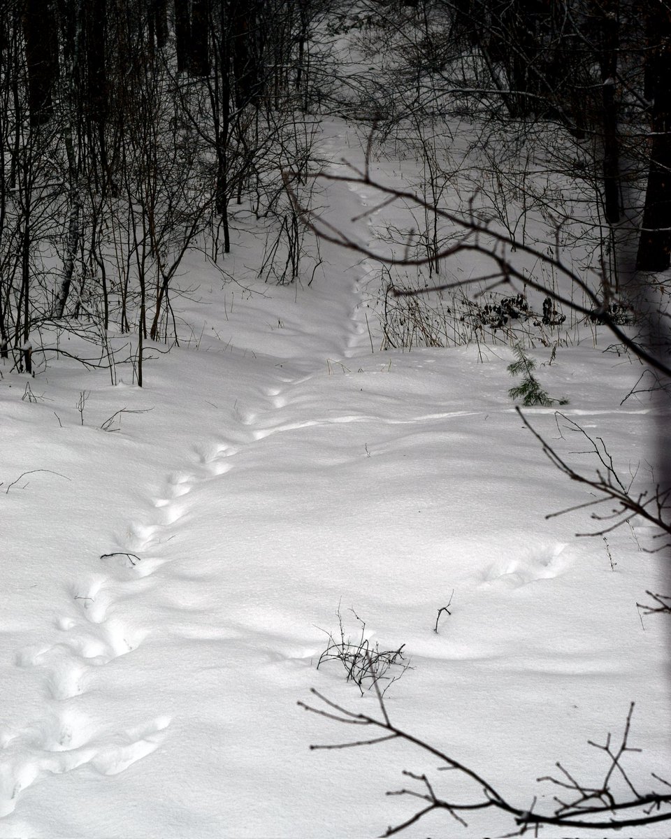 fotoll3's tweet photo. Wild track
#bw #fotografia https://t.co/AuTUQBLgXv