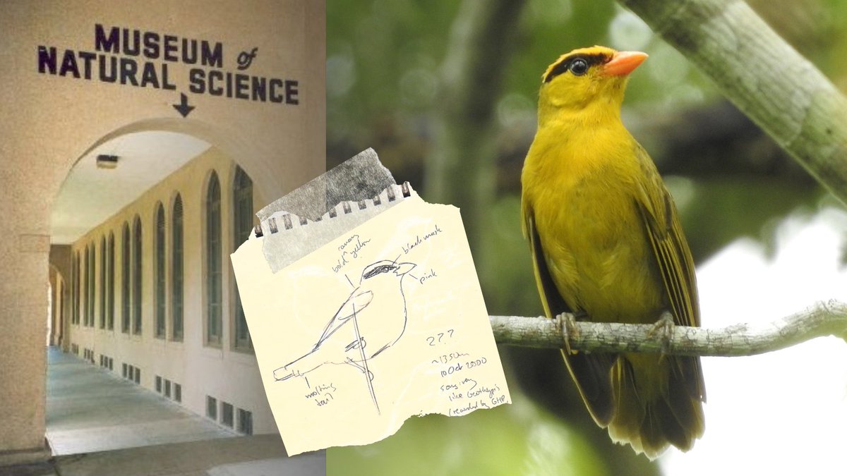 LSU College of Science tweet media