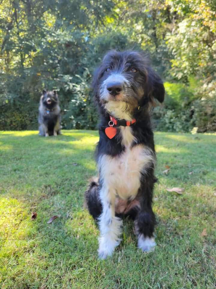 PetsofO's tweet photo. Daphne was lost New Year’s Eve. Near West Oxford Loop but could be anywhere by now. If you have seen her, please give us a call at 305-281-9829.
@RobynTannehill @jrtannehill @ArcOxford @OxfordPolice @OleMissPolice @LafCoSheriff 
♥️RETWEET TO REUNITE ♥️ https://t.co/zpNAARdbiu