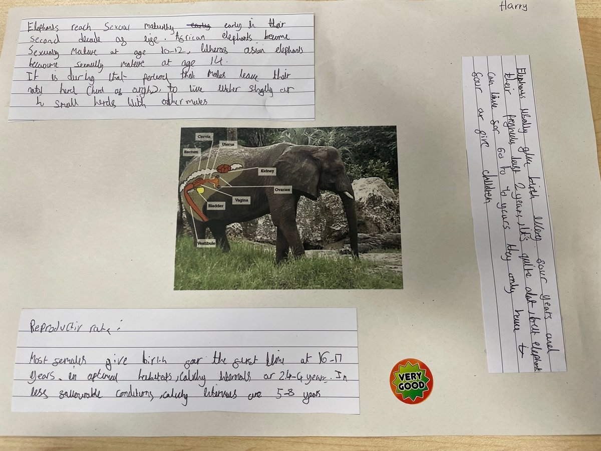 StPaulsSurrey's tweet photo. Year 7 Science students researching the reproduction of an animal of their choice. Great work everyone! #science #biology #animallifecycle https://t.co/UfjEULj5yU