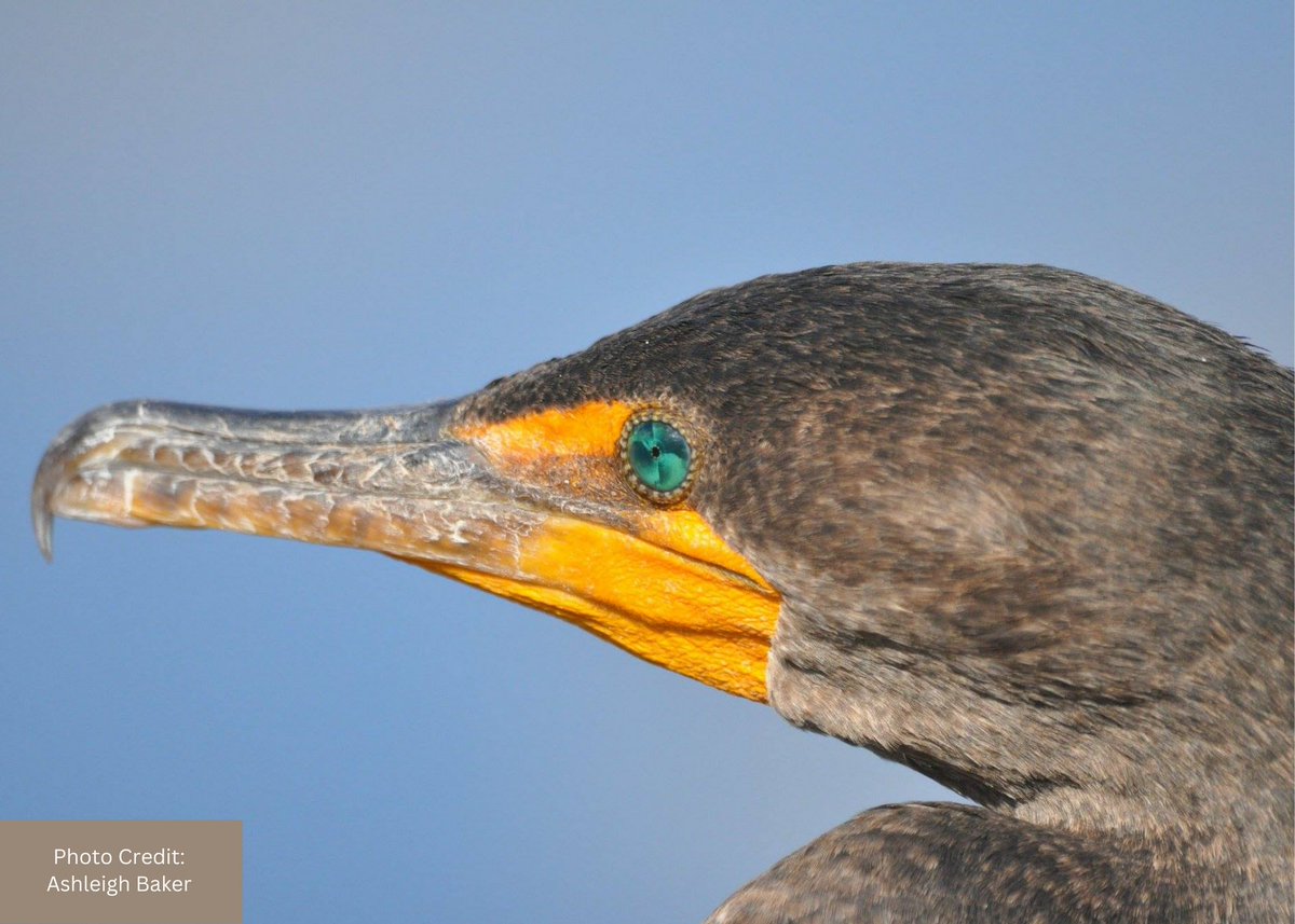 CMPmeasures's tweet photo. Happy #NationalBirdDay! Interested in making your conservation projects soar? Contact us to explore ways to collaborate w/ a global network of funders, NGOs &amp; gov agencies dedicated to improving conservation practice: CMPInfo@conservationmeasures.org #ConservationStandards https://t.co/05nQXgLdtk