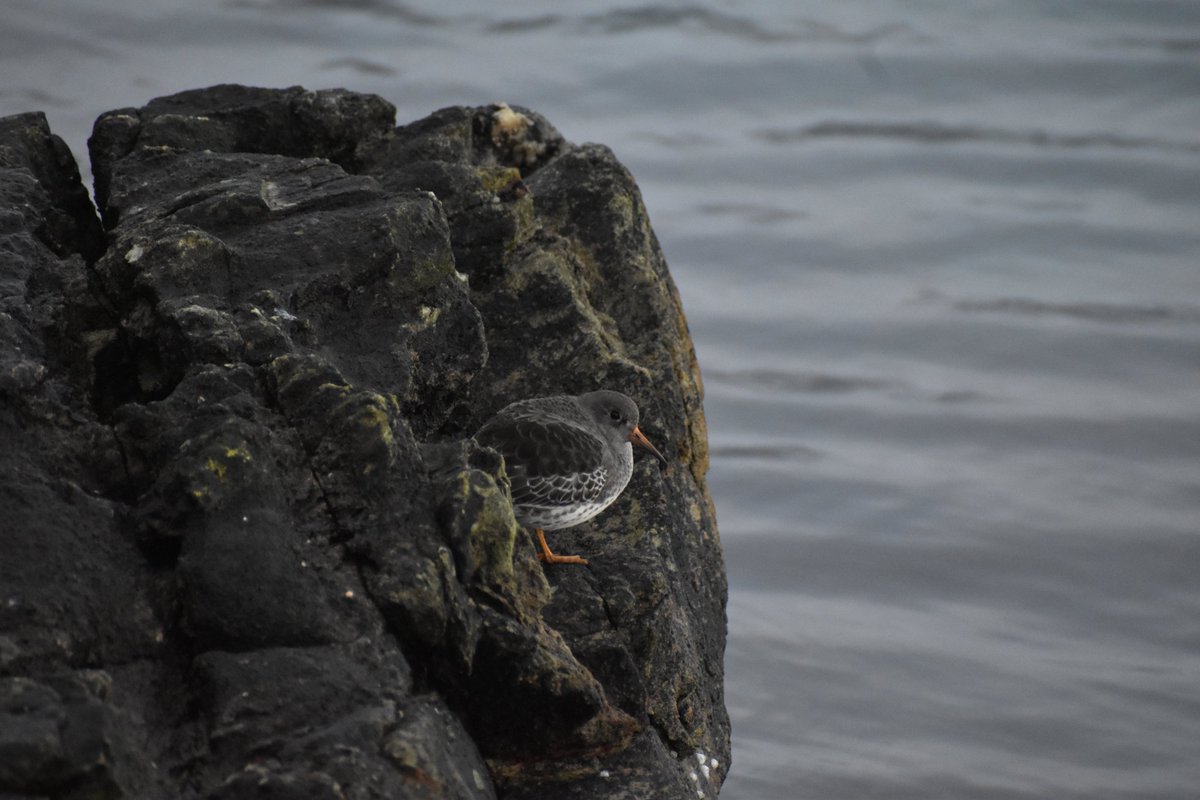 Failed at finding king eiders but succeeded in many other ways