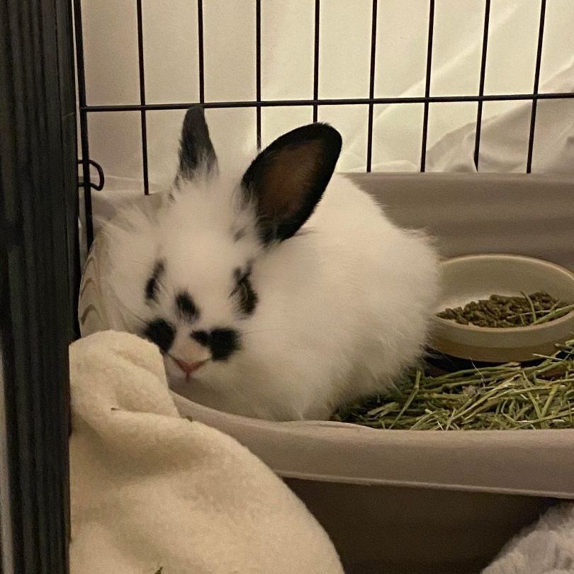AdoptableBuns's tweet photo. Gomez is a baby Lionhead from #Elverta, CA. https://t.co/geUbWuwyX9 https://t.co/EP95XDrME2