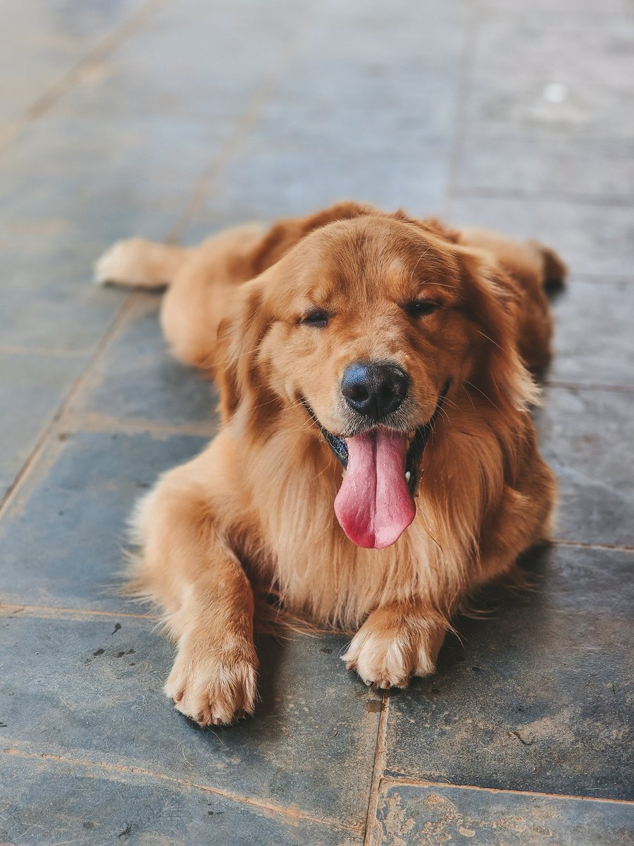 Nosso querido hóspede Bartho Golden Joy de férias por aqui... Olha esse sorrissão! 🥰😍🐶💛 #goldenretriever #goldenretrievers #goldenretrieverpuppy #goldenretrieversofinstagram #goldenretrieverlove