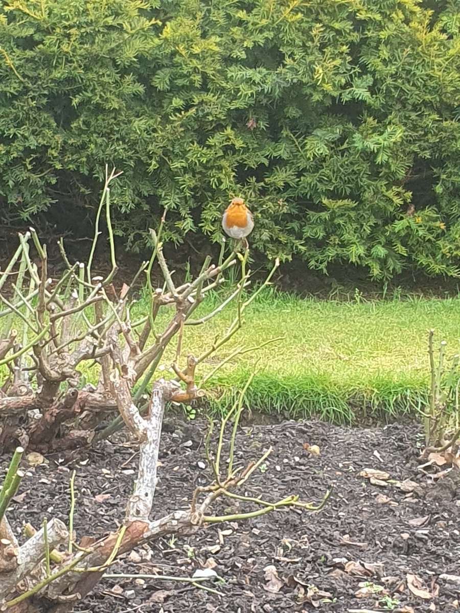 Sharing my rose beds with a Robin who is very insistent that I finish pruning and get on to mulching so they can go through it for worms.