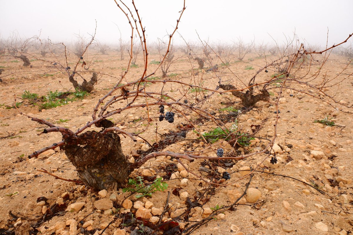 toralperezgines's tweet photo. #viñedo en la #niebla

#jumilla #wineyard #murcia #españa🇪🇸 #spain🇪🇸 #vino #wine #invierno #winter #niebla #fog #foogy #paisajes #landscape  #landscapephotography  #naturelover #naturephotography #visuelearth #visitspain #naturephotography #tufotonatgeo #world_spain #fujifilm_es https://t.co/4kmjTuKUqx