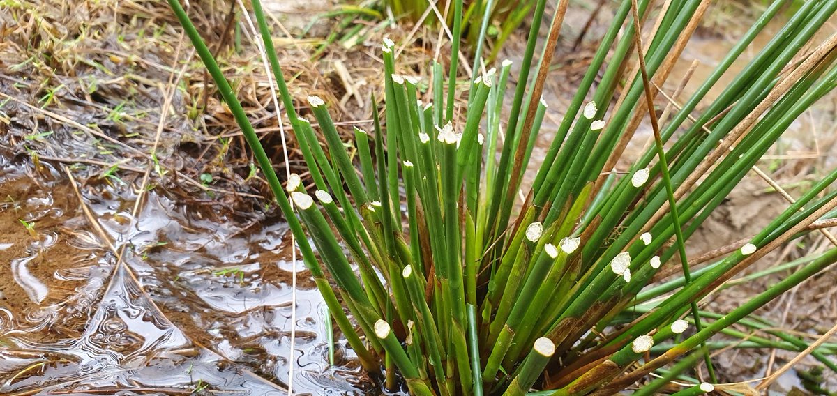 Wild Lakeland tweet media