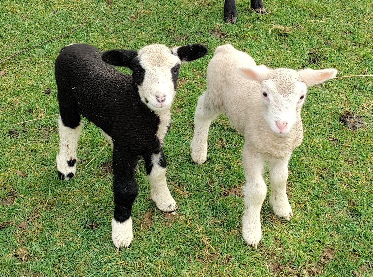 Two cheeky bundles of mischief to brighten your day! 🐑🐑😊
#lamb #fundraiser #crowdfunding 
crowdfunder.co.uk/p/talons-owls-…