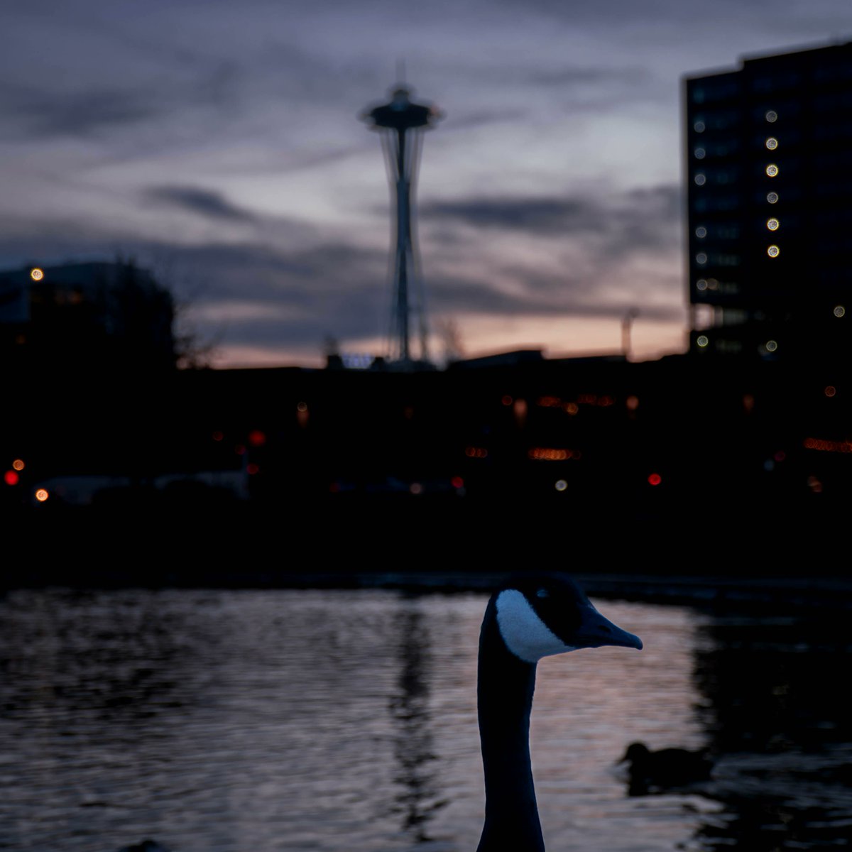 RidinTheUnknown's tweet photo. When you get free models, you can't be picky. #sony #seattle #travel #photography #travelphotography #travelgram #wanderlust #adventure #instatravel #explore #traveling #Travelholic #TravelAddict #travelmore #animal #wildlife https://t.co/I6L3Av8Tyn