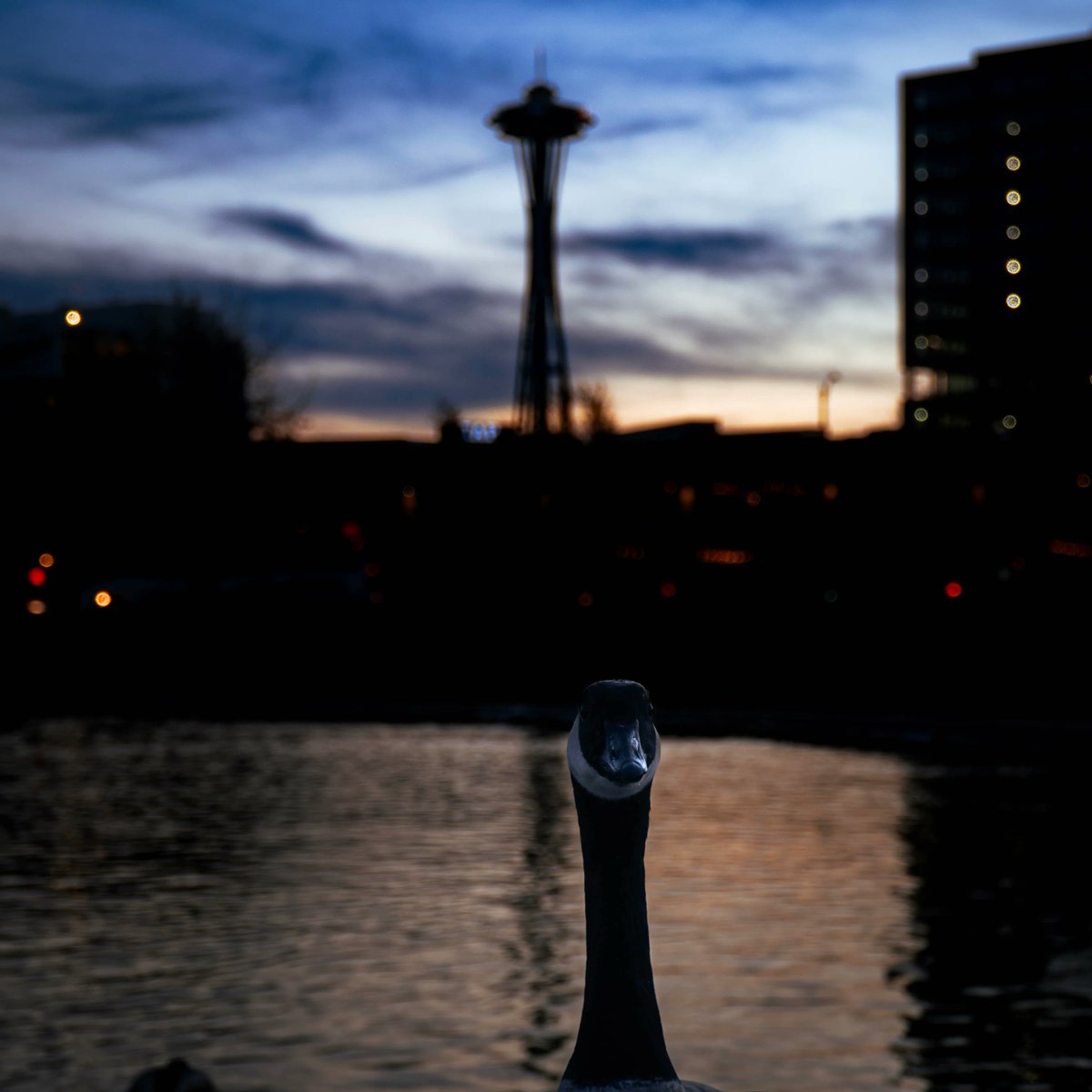 RidinTheUnknown's tweet photo. When you get free models, you can't be picky. #sony #seattle #travel #photography #travelphotography #travelgram #wanderlust #adventure #instatravel #explore #traveling #Travelholic #TravelAddict #travelmore #animal #wildlife https://t.co/I6L3Av8Tyn