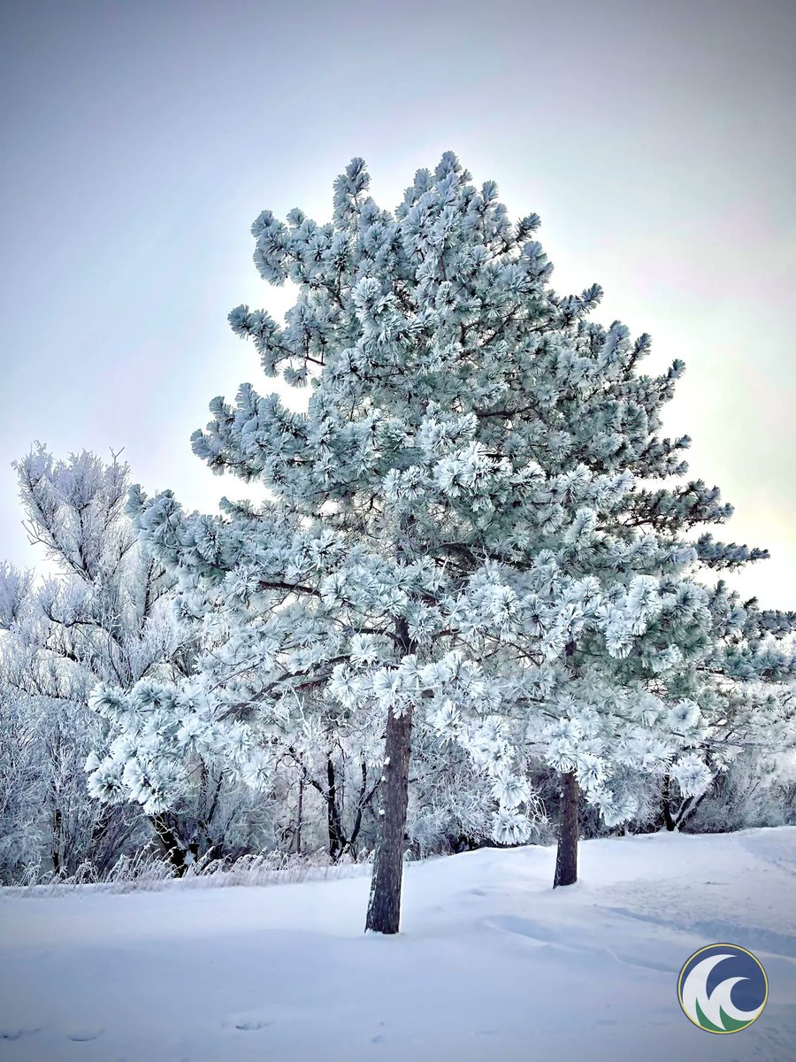 MStateCollege's tweet image. Did you know that M State's Fergus Falls campus spans tens of acres, is host to hundreds of trees and a native prairie? The campus even has a pond.

minnesota.edu/campuses/fergu…