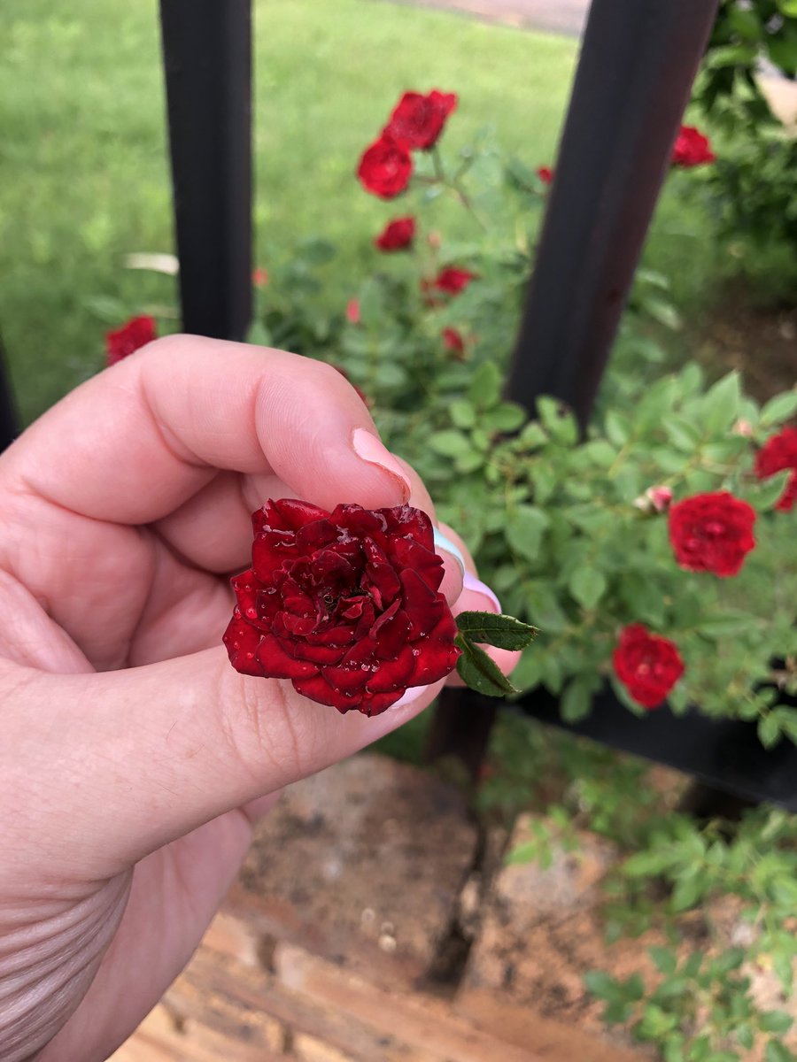 EyezOfSorrow's tweet photo. The cutest tiny roses!!
#rose #minirose https://t.co/2ZvaLGBaSC