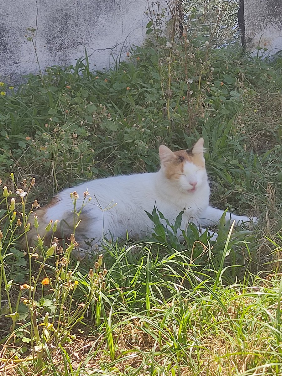 Si tan solo supiese cortar el pasto en vez de andar holgazaneando.

Cambio gata por oveja.