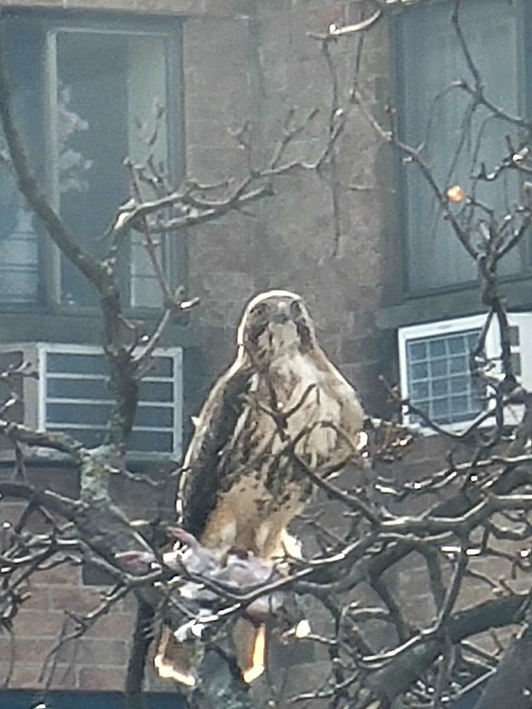 Shiv31's tweet photo. Look who I saw outside my window enjoying lunch. S/He was gorgeous was gorgeous... and huge 😊
#BirdsOfPrey
#BirdsOfTwitter
#BirdsSeenIn2022
#BirdsofNY
#BirdsinFlushing https://t.co/LXVffMLeWb