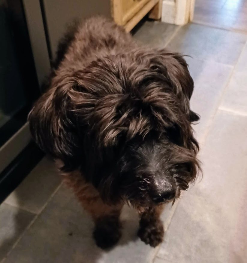 ThatSwanseastonesDog tweet media