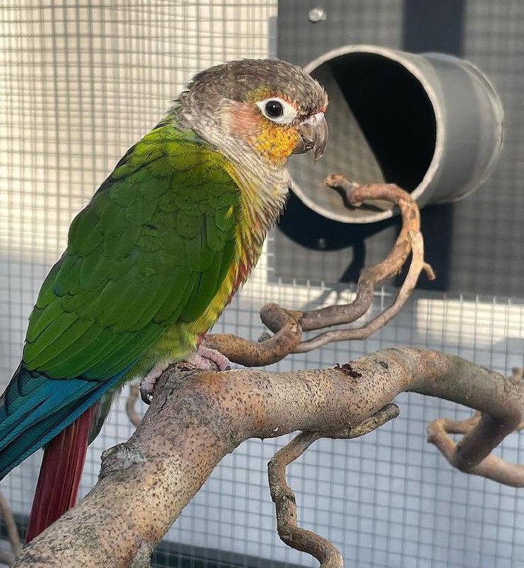 parrot_african's tweet photo. The most beautiful conure parrotπ€©π€©π€©π€©π€©
https://t.co/J4kY31S9yR
#conure #conureparrot #conurelover https://t.co/Py5FROzCQ9