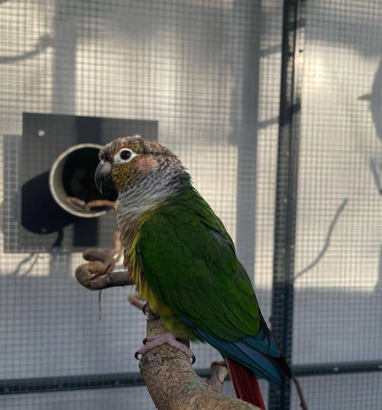 parrot_african's tweet photo. The most beautiful conure parrotπ€©π€©π€©π€©π€©
https://t.co/J4kY31S9yR
#conure #conureparrot #conurelover https://t.co/Py5FROzCQ9