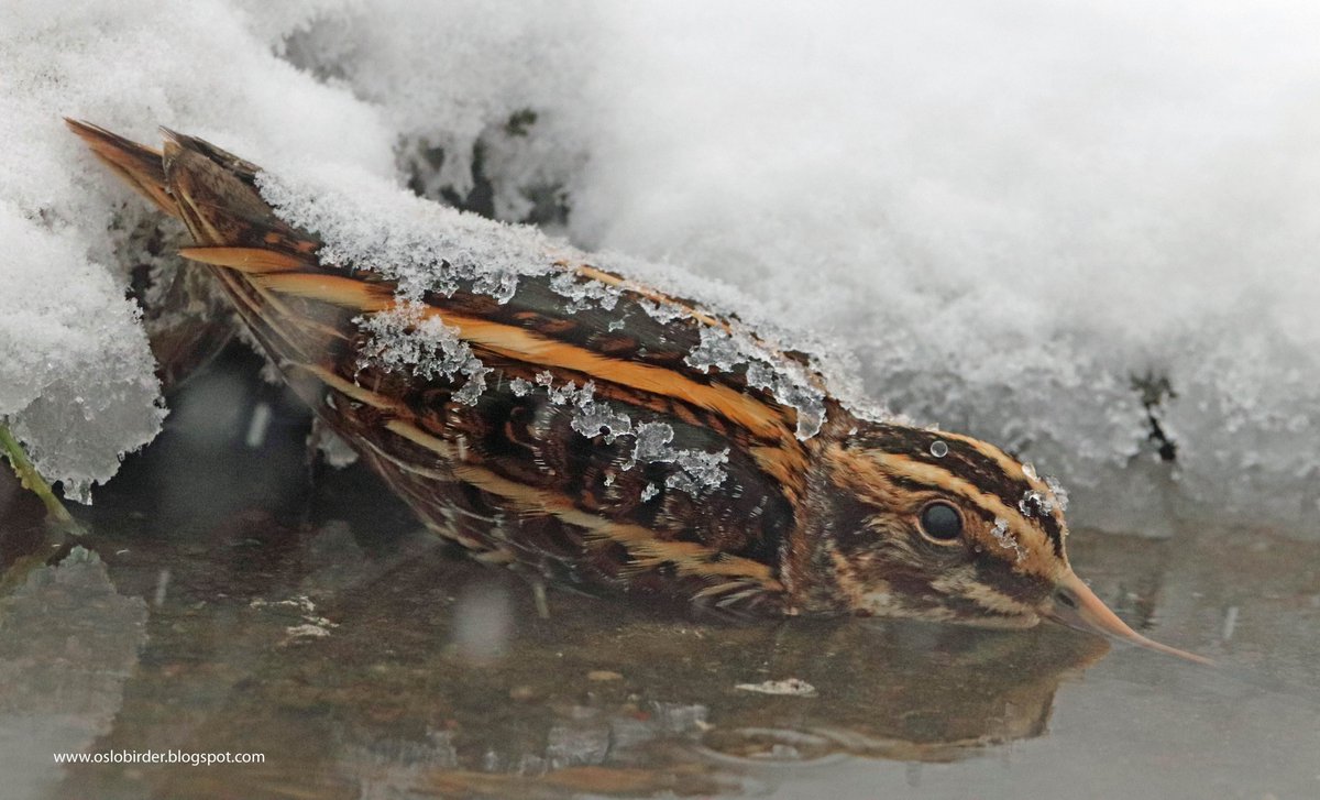 It was snowing so heavily in Oslo 🇳🇴 yesterday that snow settled on this Jack Snipe in the couple of minutes I was watching it.