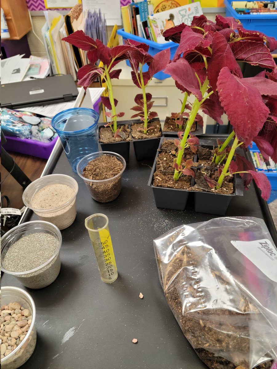 Rockineducator8's tweet photo. It's Planting Day @NISDBOONE #typesofsoil #roots #farming and also we welcomed our new "student"...for the next 2 weeks from @ESCRegion20 Smokey the Rat Snake #showthemtheworldaround @NISDElemScience #snakesarentscary https://t.co/SM7gvkpkI3