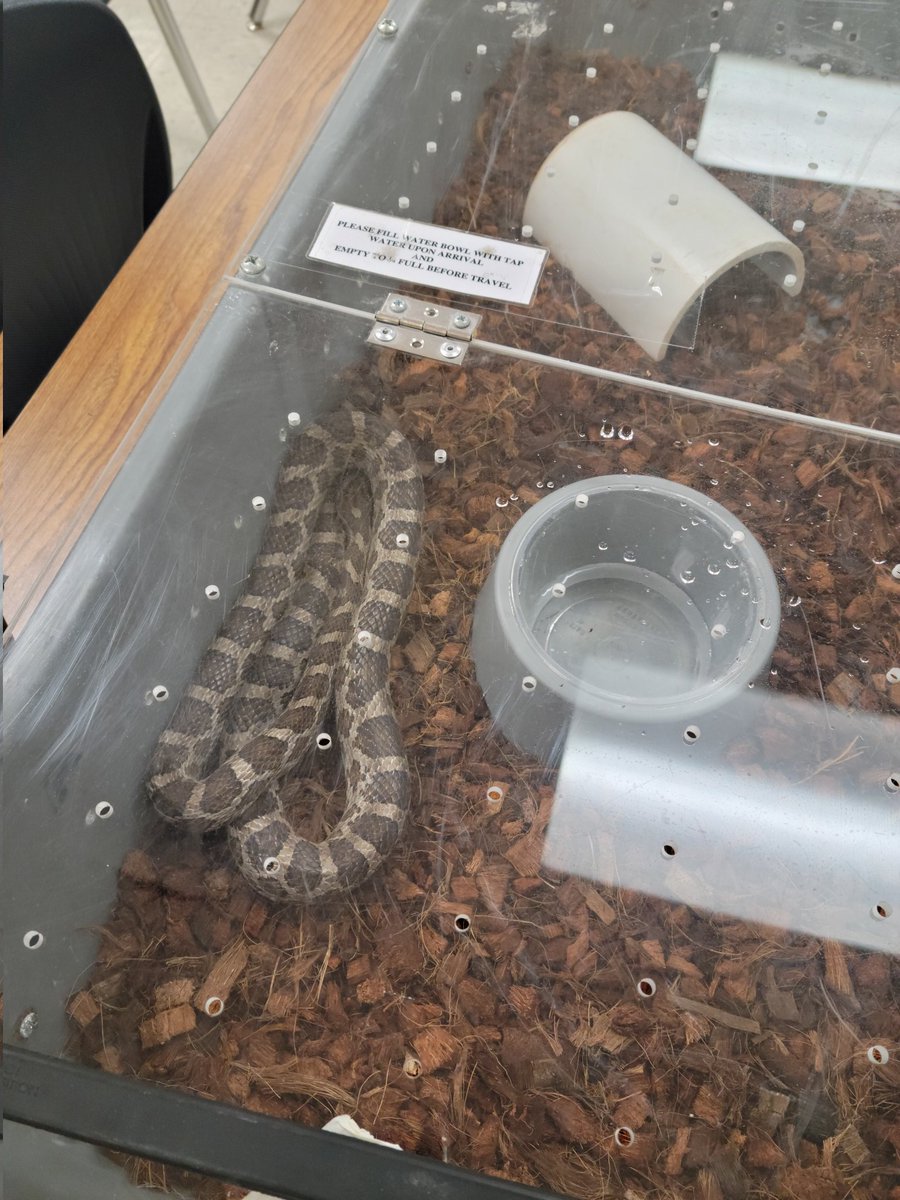 Rockineducator8's tweet photo. It's Planting Day @NISDBOONE #typesofsoil #roots #farming and also we welcomed our new "student"...for the next 2 weeks from @ESCRegion20 Smokey the Rat Snake #showthemtheworldaround @NISDElemScience #snakesarentscary https://t.co/SM7gvkpkI3