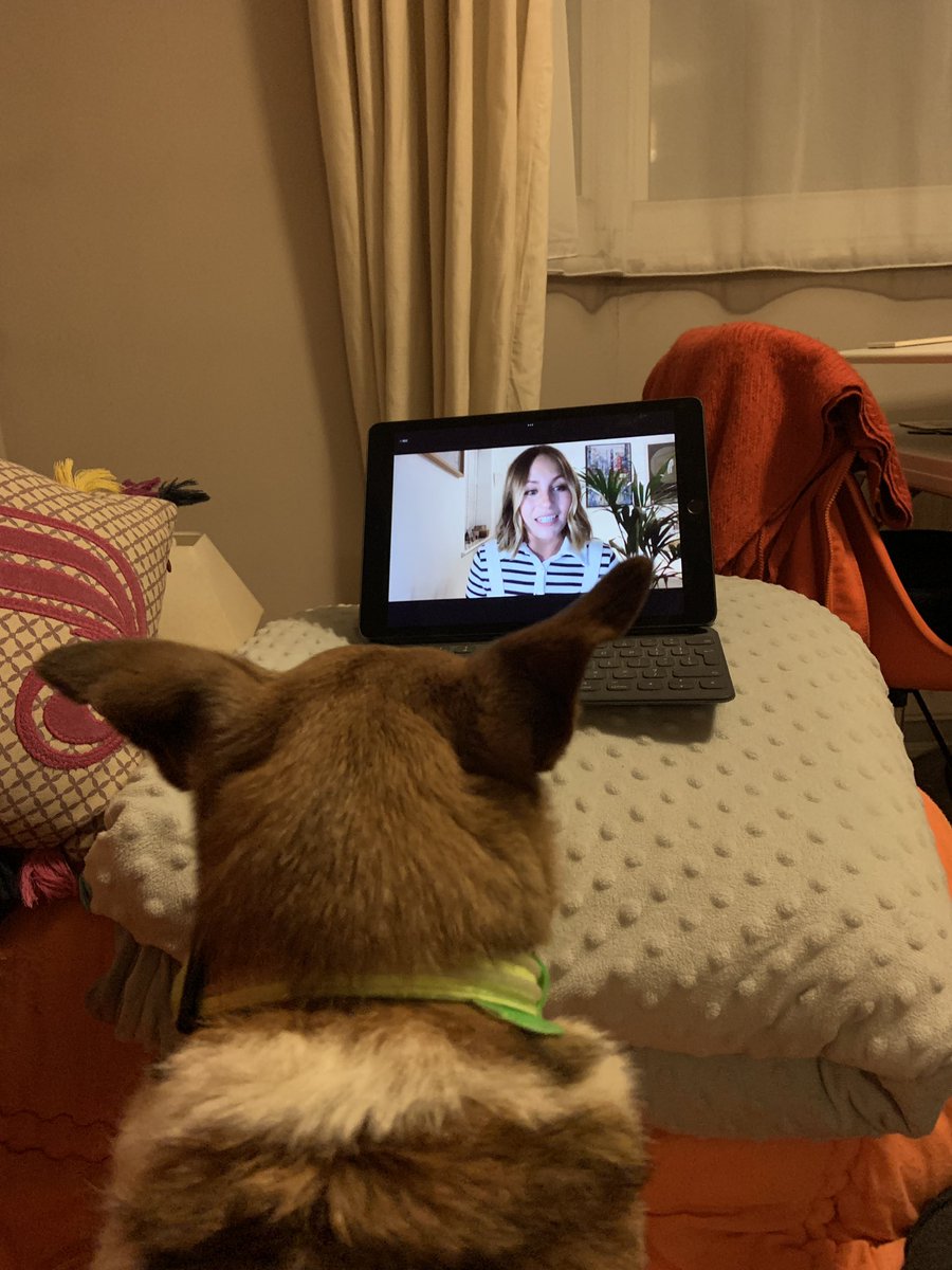 doggaway's tweet photo. Watching tonight’s @actionhappiness talk with my female human https://t.co/bxN0dc8bV2