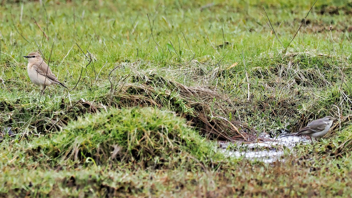 cloudedyellows's tweet photo. Visited Colyford Common LNR in Devon today to see the Isabelline Wheatear and managed to see the Eastern Yellow Wagtail feeding with it. The latter a new bird for me. @DevonBirds @BirdGuides @RareBirdAlertUK https://t.co/VnIRR8b1jT