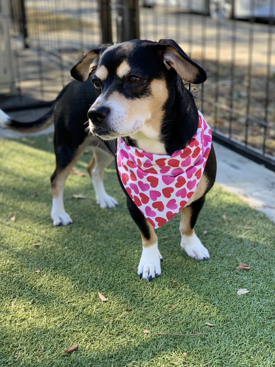 Valentine Collection is coming soon! ❤️❤️❤️ #AnimalLovers #CatsOfTwitter #dogsoftwitter #dogbandana #valentinebandana #pets #PetShops #dogscarft #etsyshop #etsyseller #etsyfinds #doggift #valentinegift #OnlineBusiness #onlineshopping #petgift