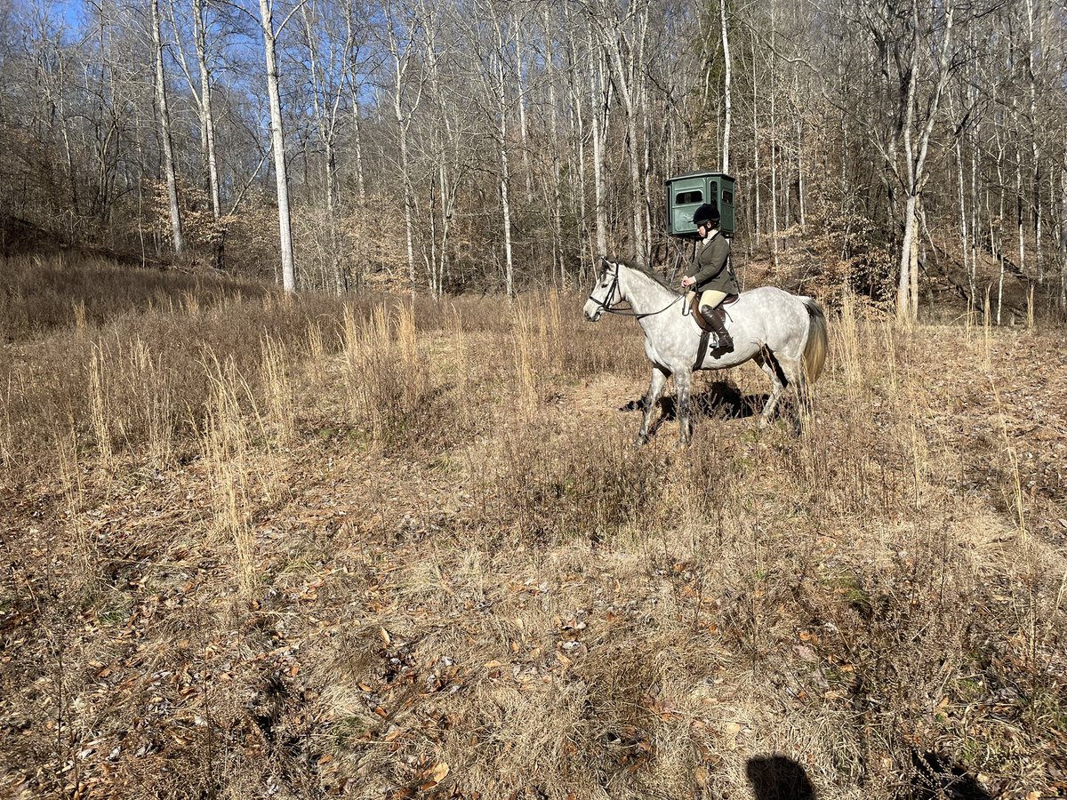 AshwellStable's tweet photo. SHADOW SEVEN (FR) enjoying his new career - Foxhunting like a veteran for the first time with the Mells Foxhounds in Tennesee. #nsa #usasteeplechase #BallybristolFarm #foxhunter #ottb @LeslieYoung1 https://t.co/uDd5K5alMe