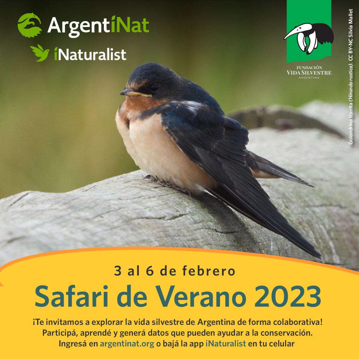Vida_Silvestre's tweet photo. Entre el 3 y 6 de febrero tenemos Safari de Verano de ArgentiNat. Organizá un evento en tu ciudad para conocer la vida silvestre que tenés alrededor en esas fechas para sumar a la iniciativa:  https://t.co/WM3jBAN77J https://t.co/TcqwfygrNX