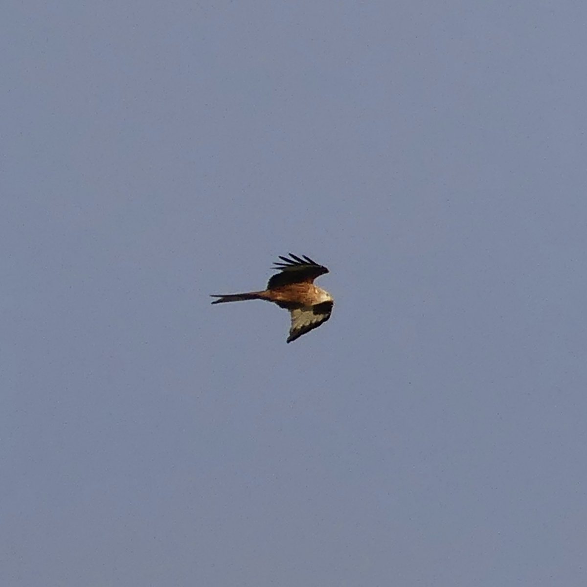 First #RedKite sighting of the year #birdsseenin2023 at Alturlie #Inverness 

#birds #wildlife #nature #bird #wildlifephotography #birdsofprey #birdphotography #naturephotography #birdofprey #raptors #redkites #animals #birdwatching #raptor #photography #rspb #animal #kite